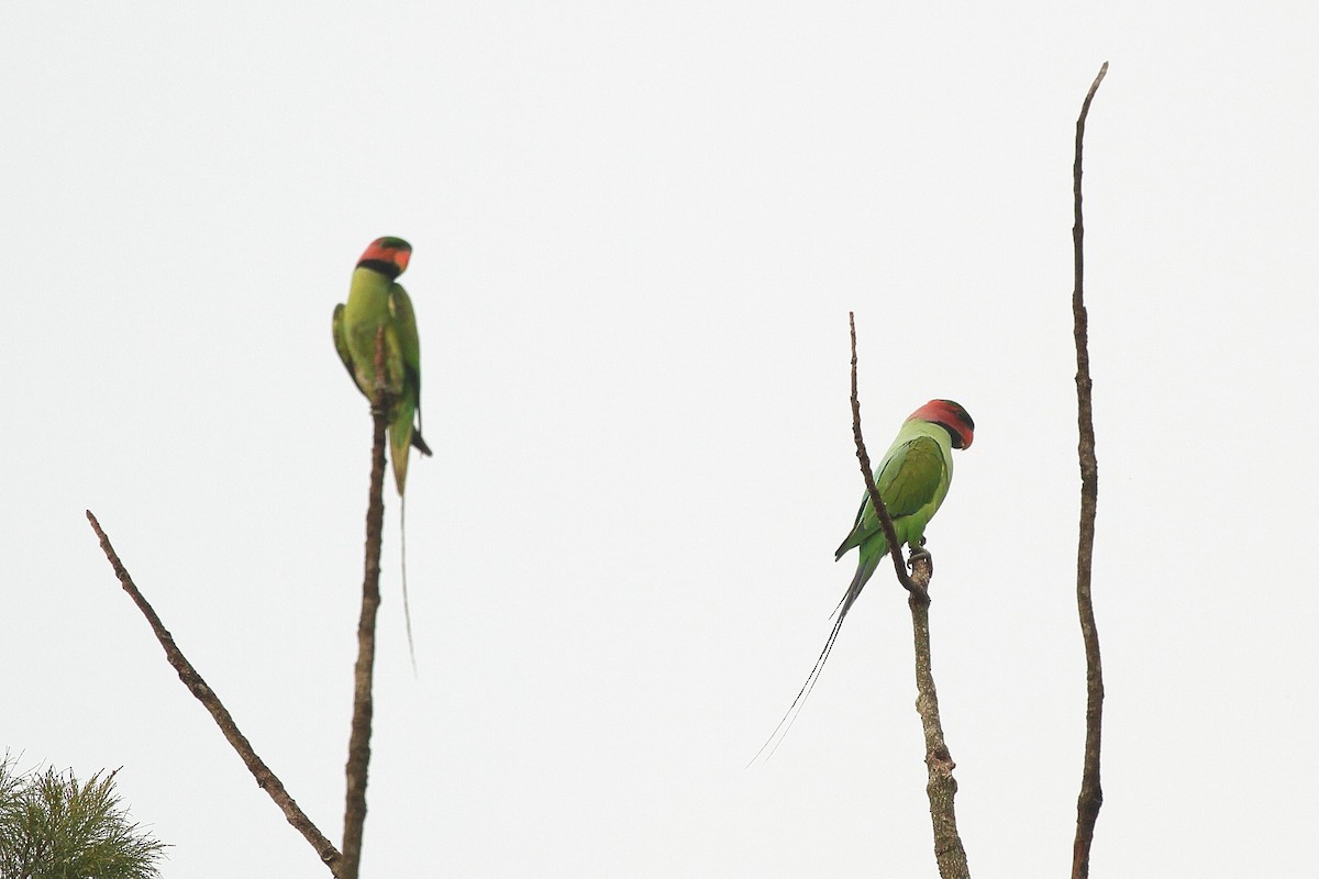 Long-tailed Parakeet (Long-tailed) - ML610874522