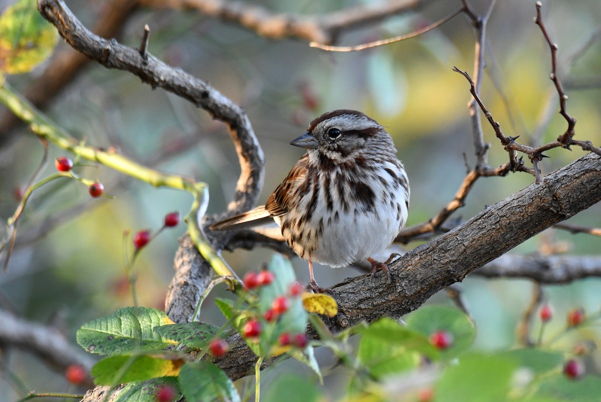 Song Sparrow - ML610874549