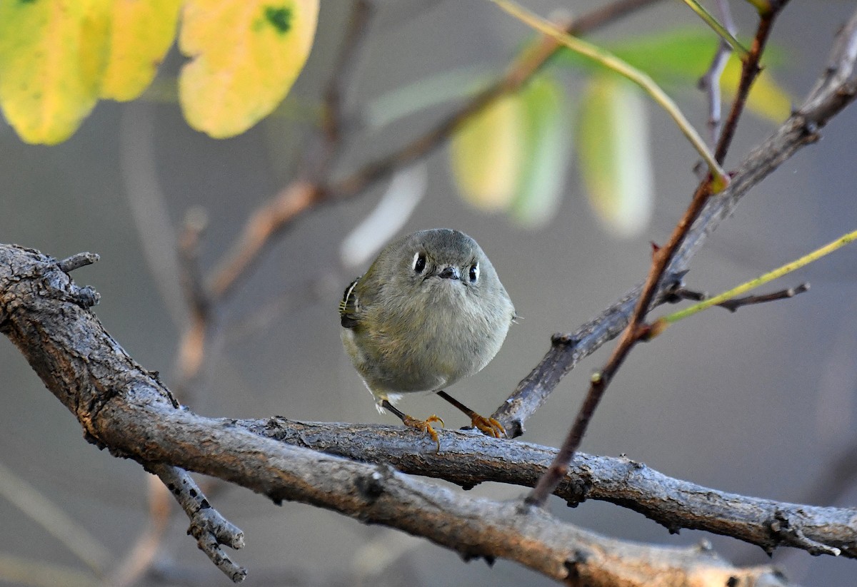 Ruby-crowned Kinglet - ML610874554