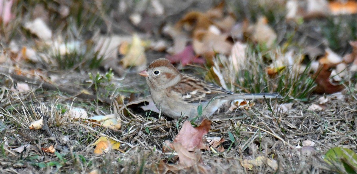 Field Sparrow - ML610874559