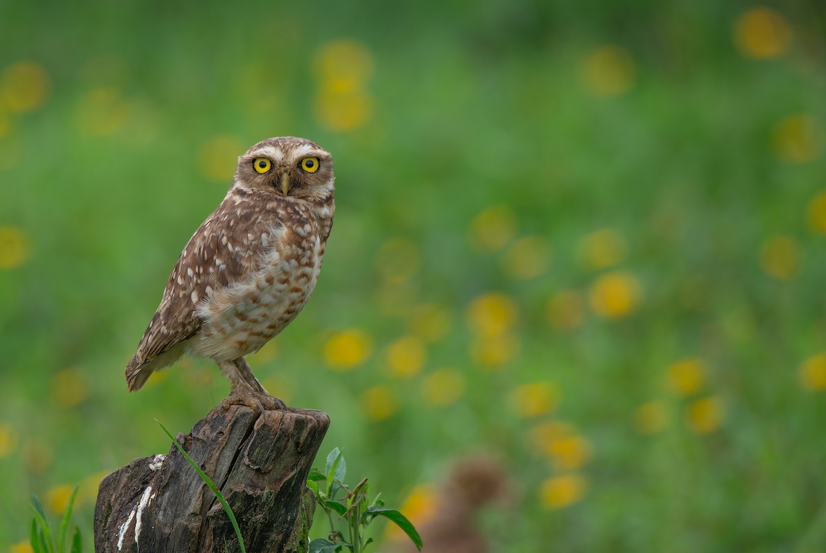 Burrowing Owl - LUCIANO BERNARDES