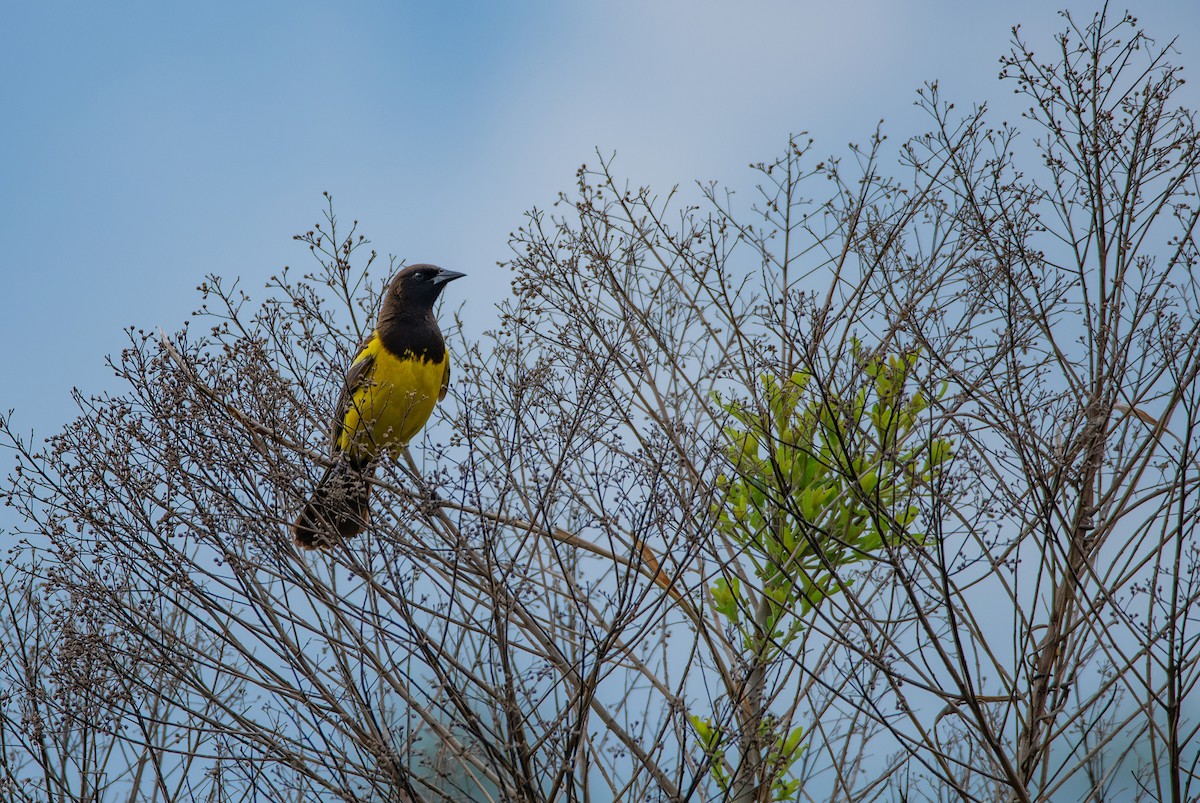 Yellow-rumped Marshbird - ML610874689