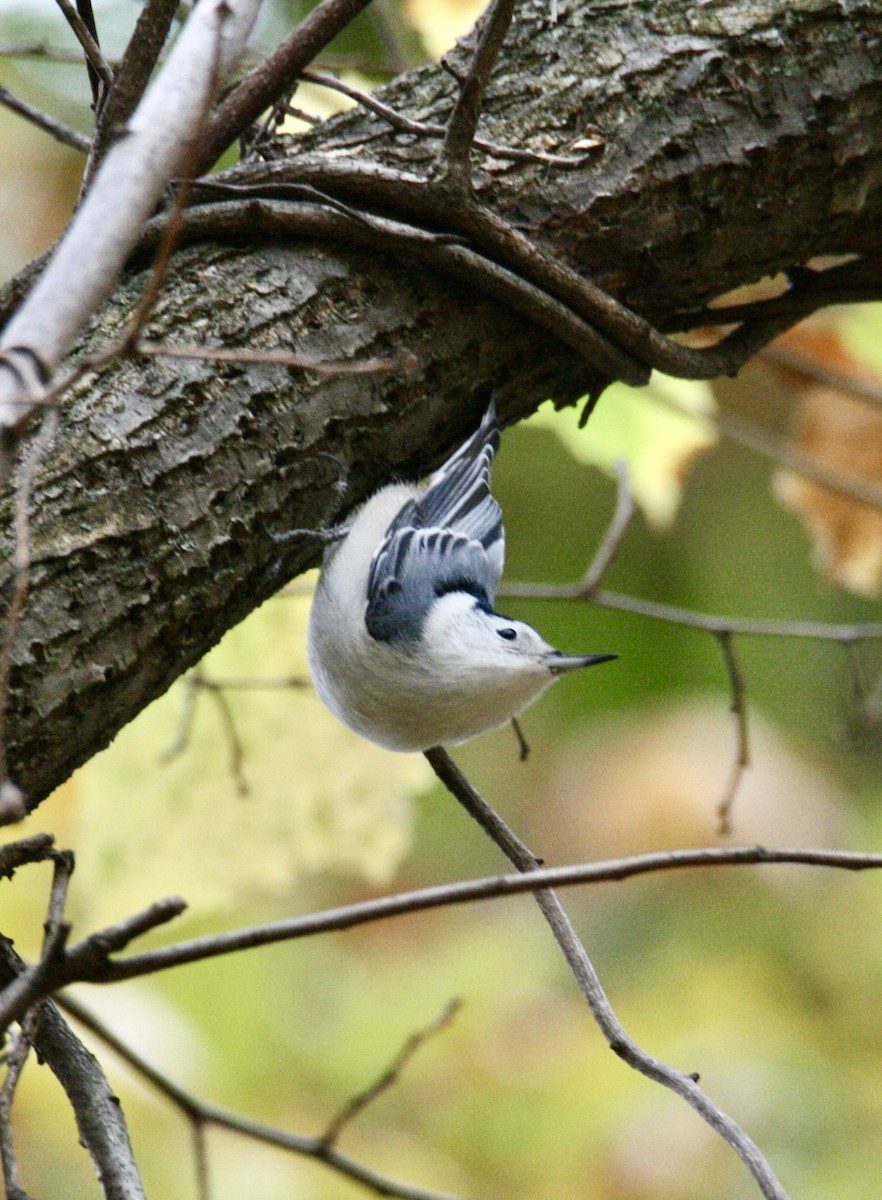 White-breasted Nuthatch - ML610874776