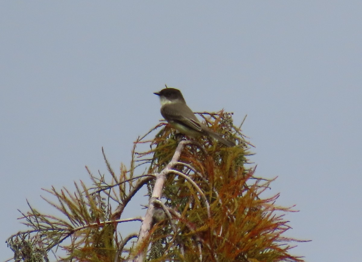 Eastern Phoebe - ML610874861