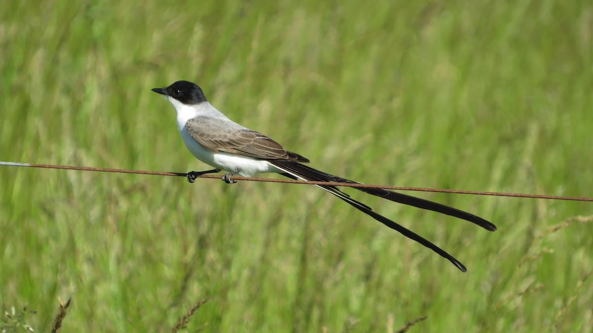 Fork-tailed Flycatcher - Ulises Ornstein