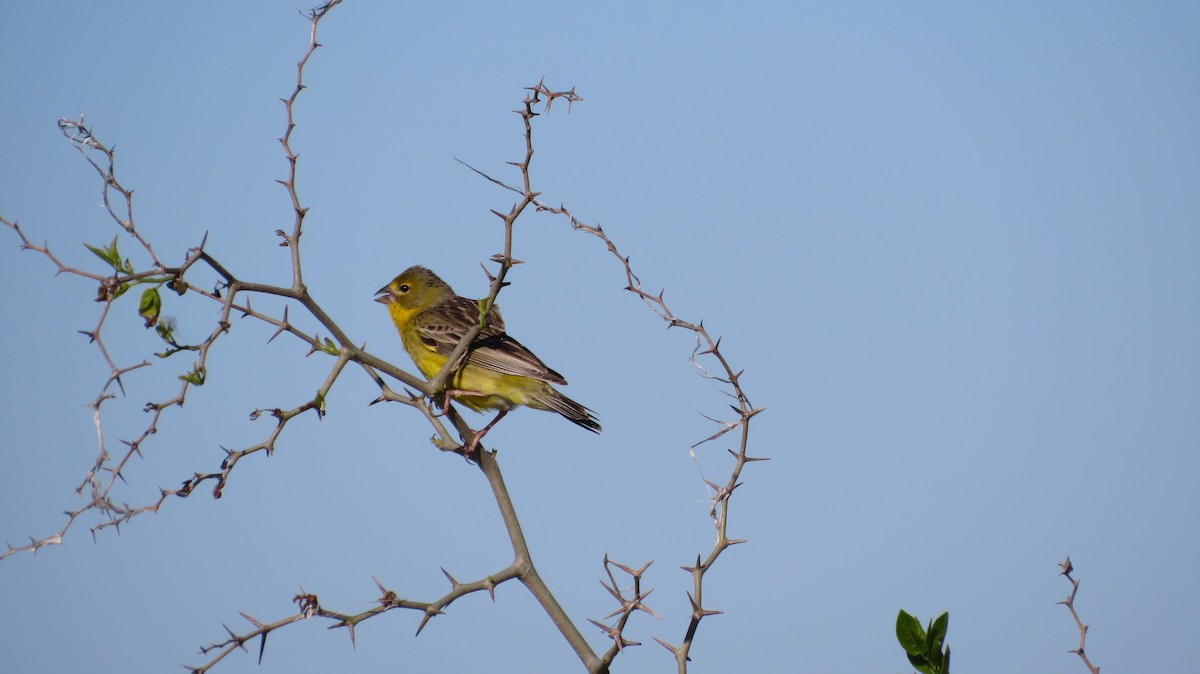 Grassland Yellow-Finch - ML610874887