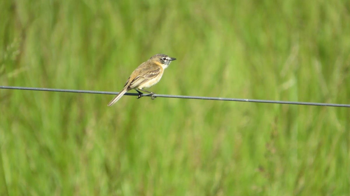 Bearded Tachuri - ML610874920