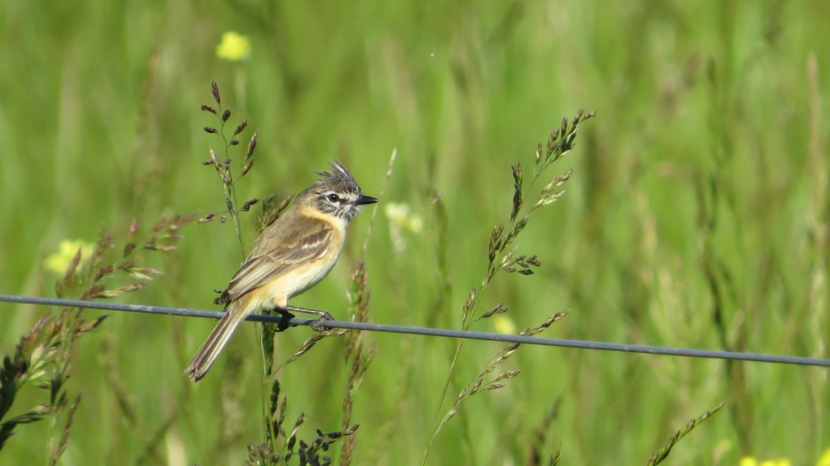 Bearded Tachuri - ML610874921