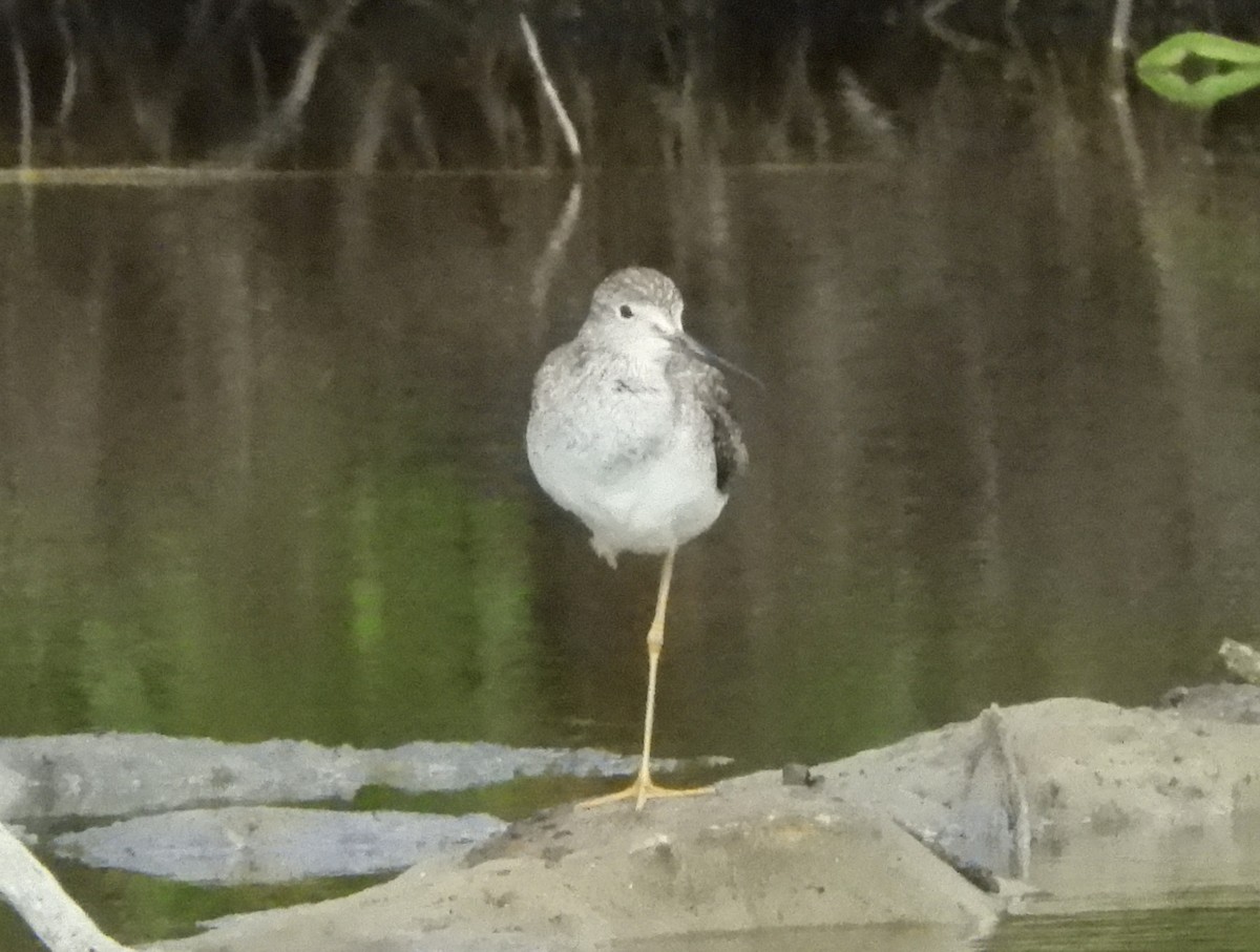 Greater Yellowlegs - ML610874944