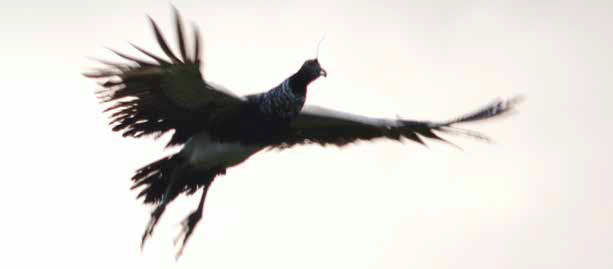 kamiš růžkatý - ML610874997