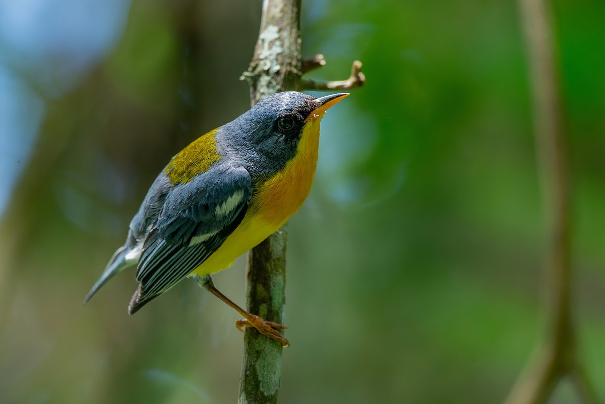 Tropical Parula - LUCIANO BERNARDES