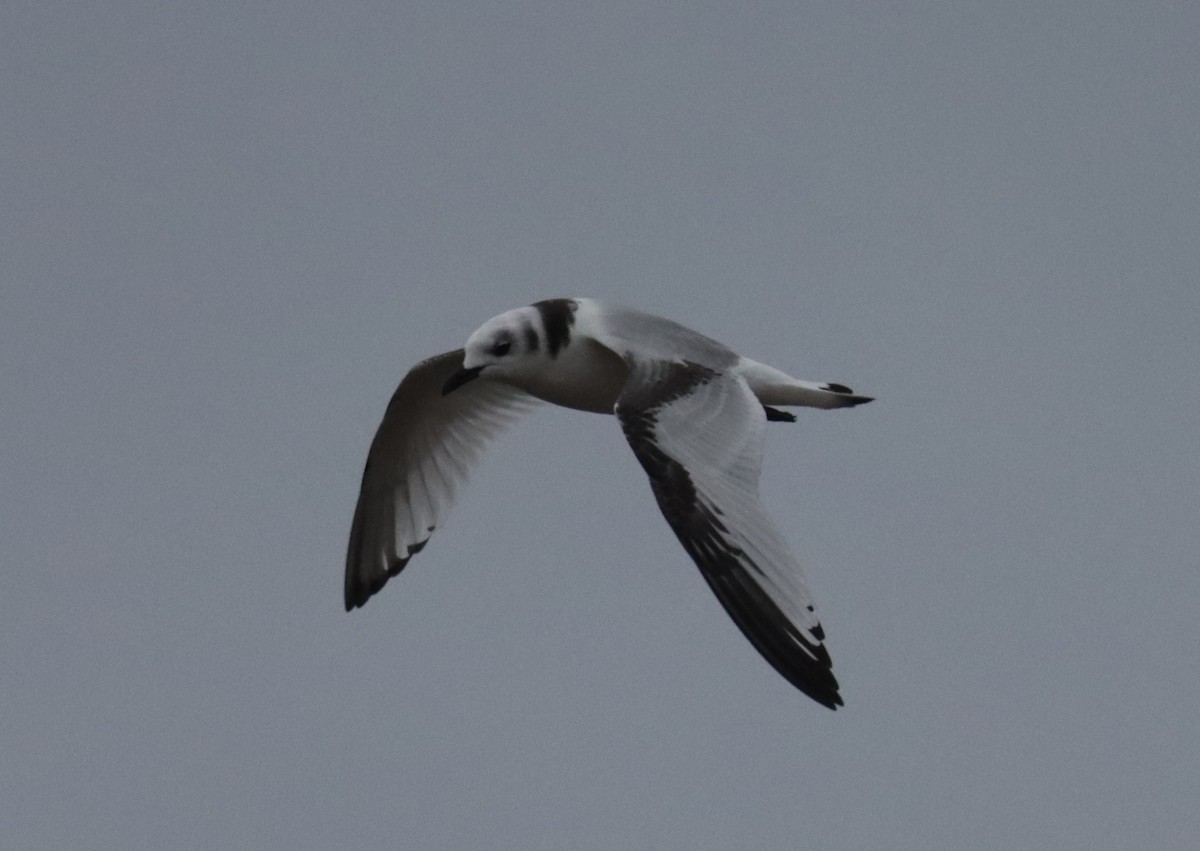 Black-legged Kittiwake - ML610875240