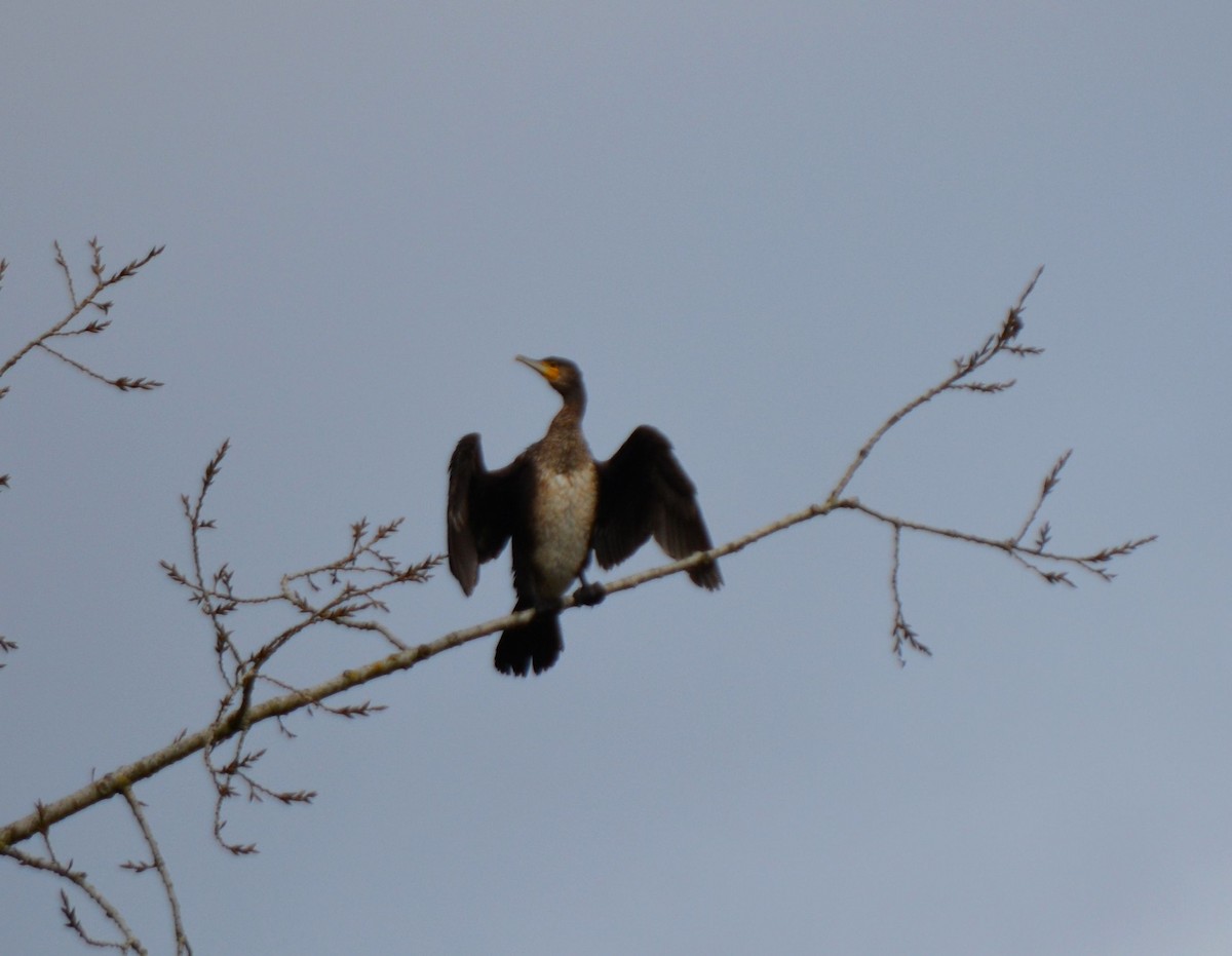 Cormorán Grande - ML610875262