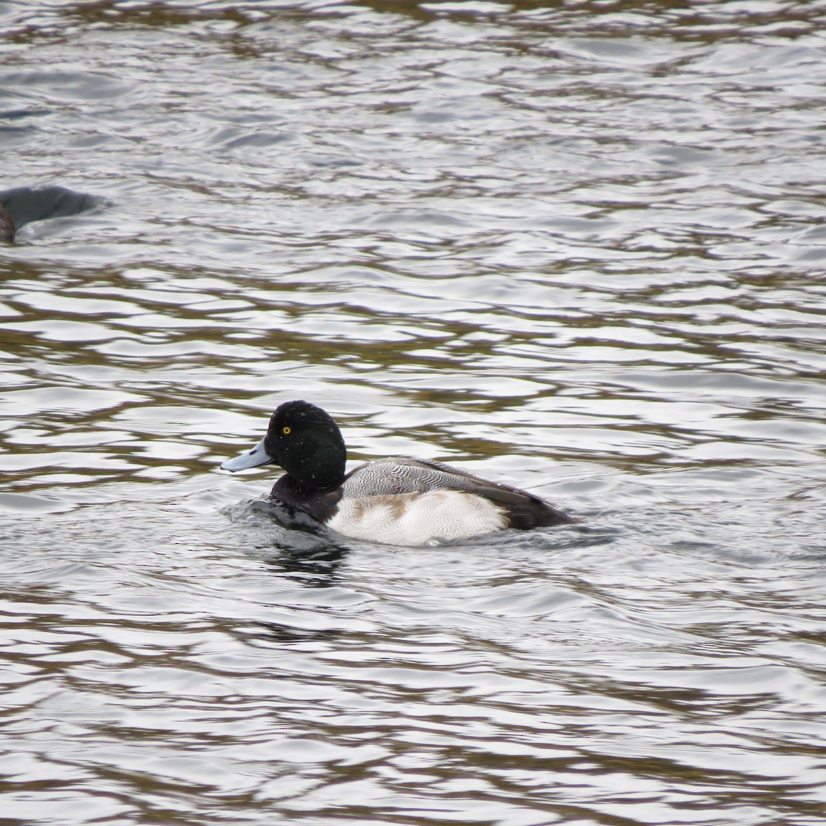 Greater Scaup - ML610875269