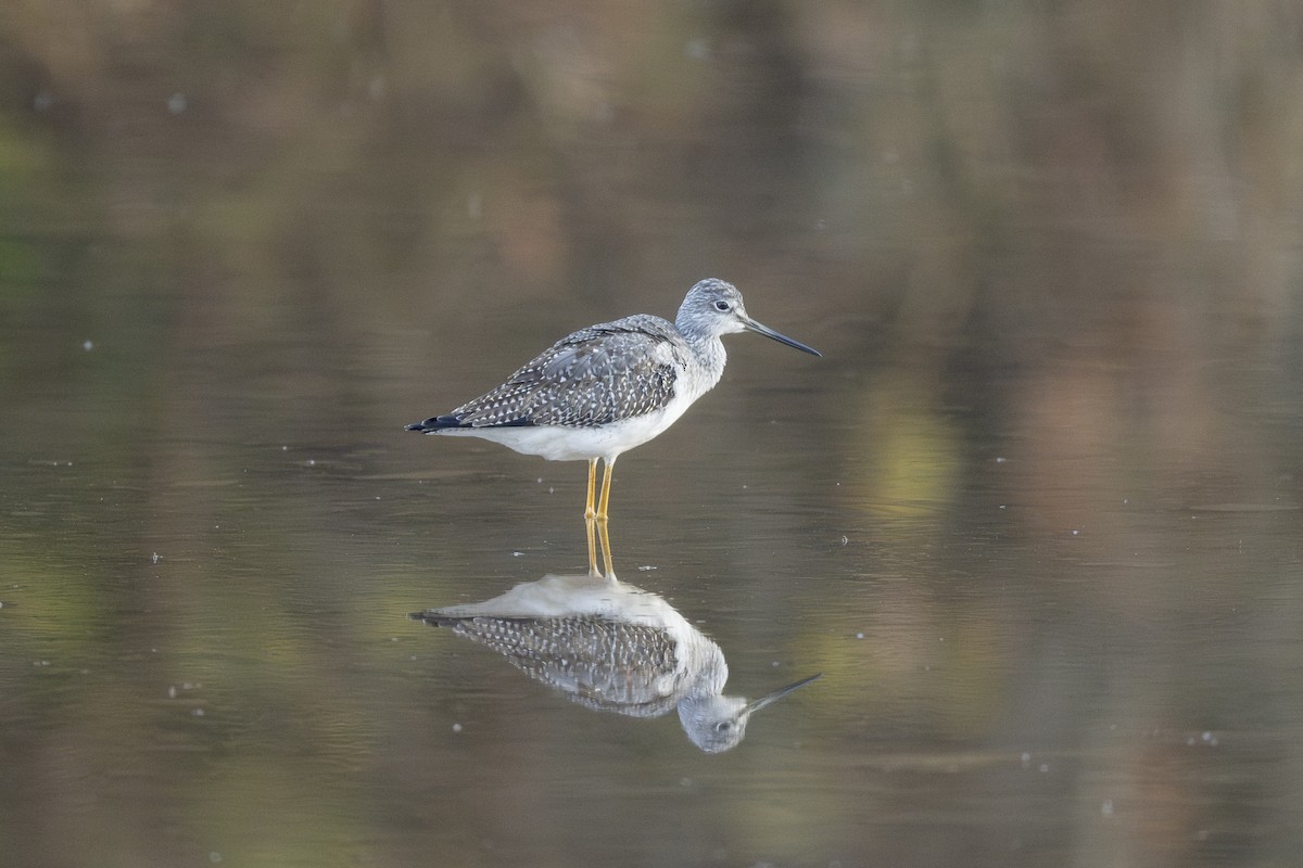 Greater Yellowlegs - ML610875272