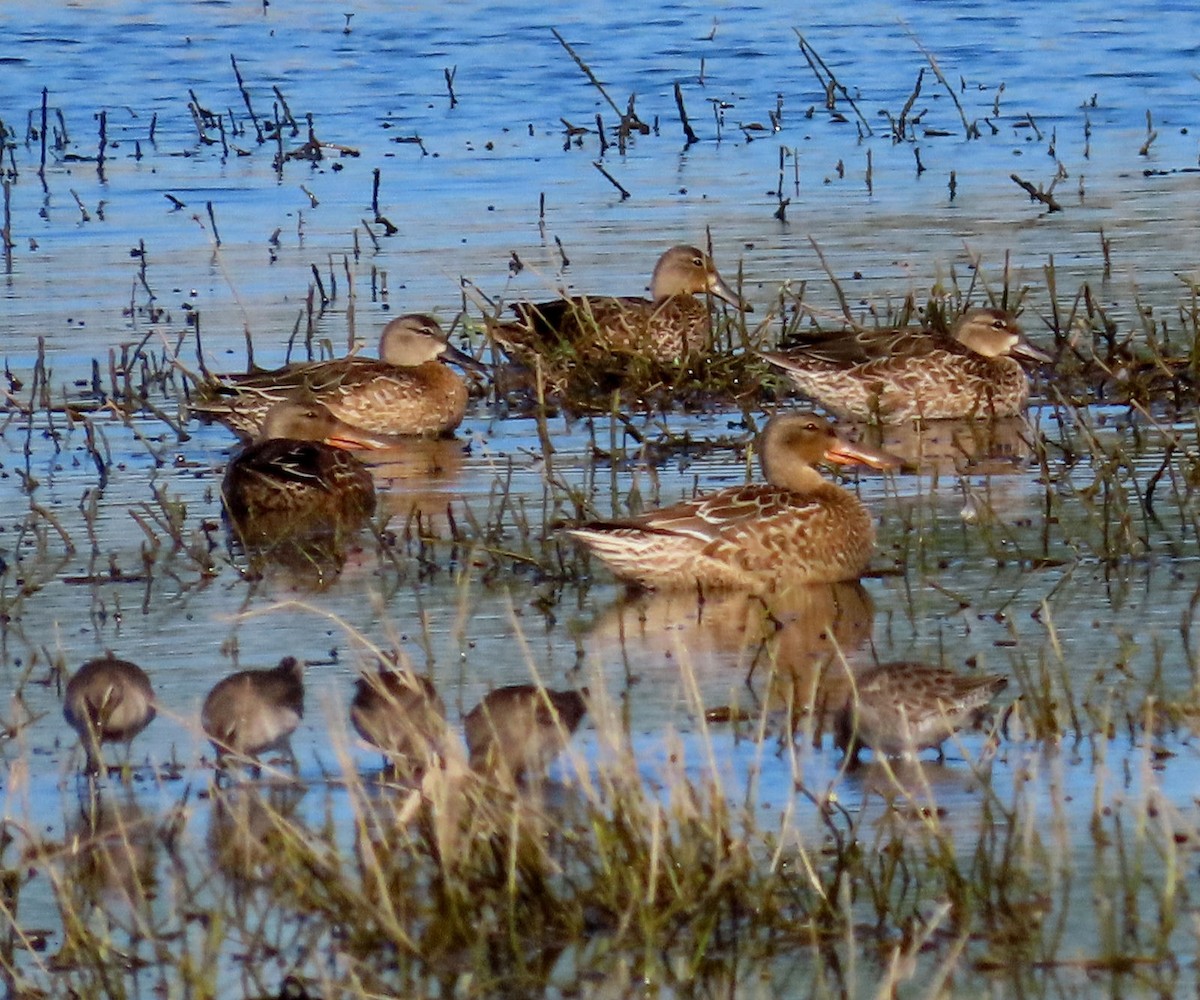 Northern Shoveler - ML610875287