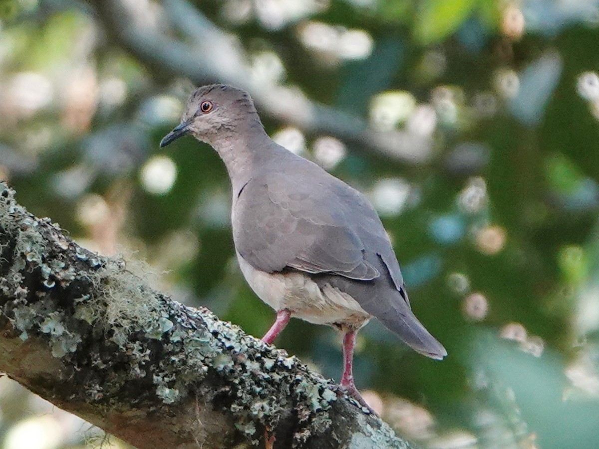 White-tipped Dove - Barry Reed