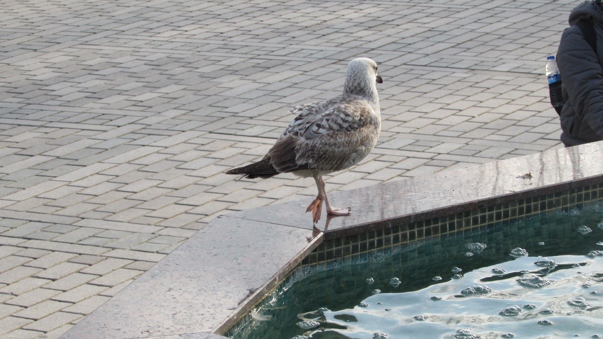 Yellow-legged Gull - ML610875387