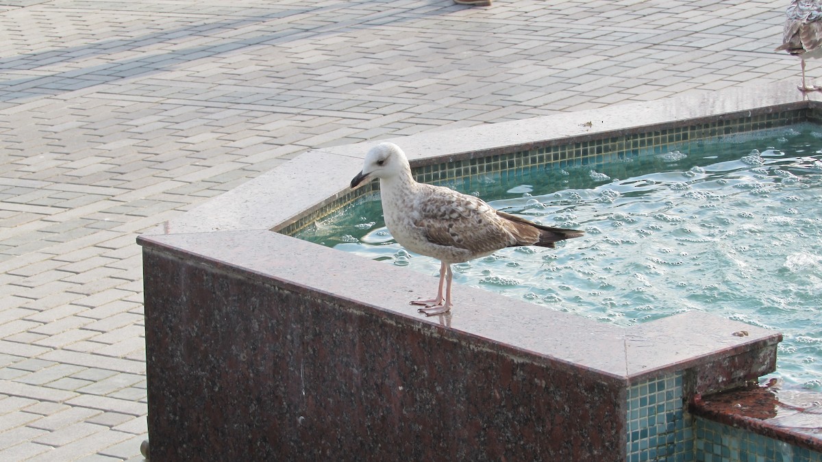 Yellow-legged Gull - ML610875388