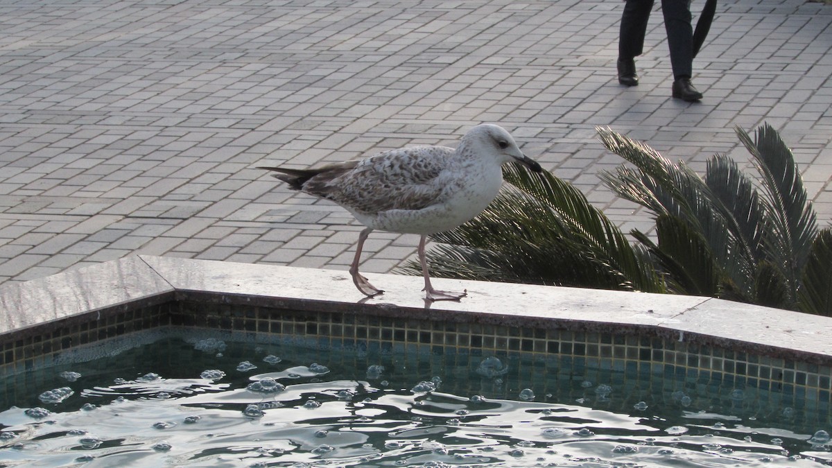 Yellow-legged Gull - ML610875389