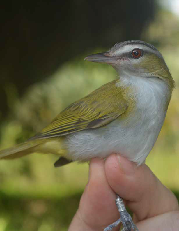 Chivi Vireo - Estación Ecológica Guáquira (DATA)