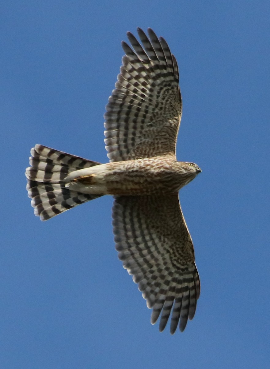 Sharp-shinned Hawk - Tom Ellsworth