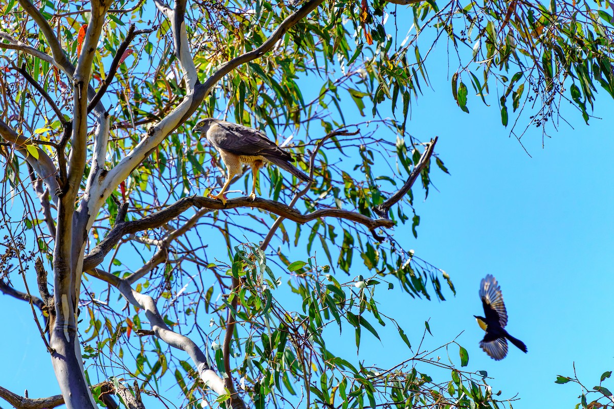 Brown Goshawk - ML610875561