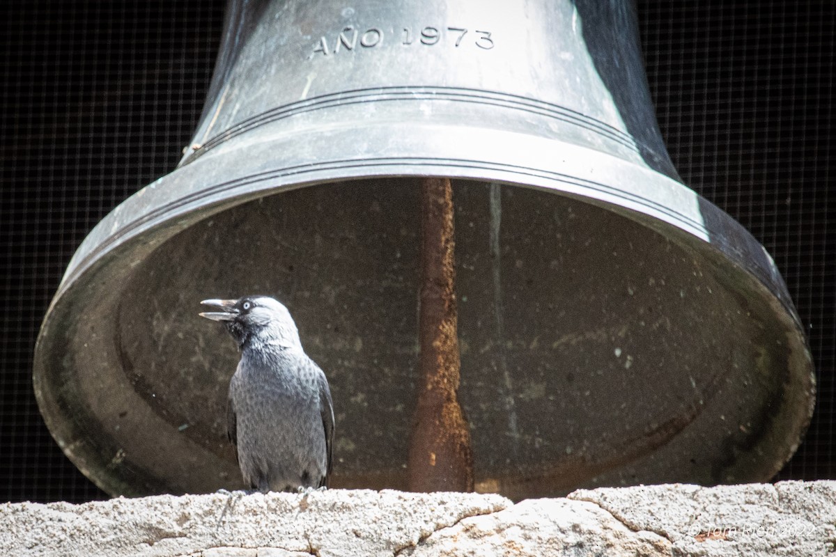 Eurasian Jackdaw - Tom Rien