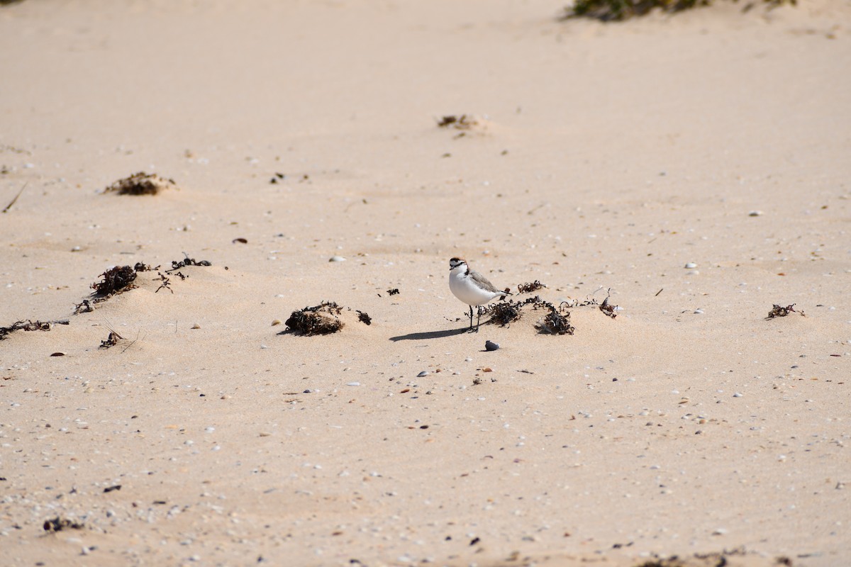 Red-capped Plover - ML610875699