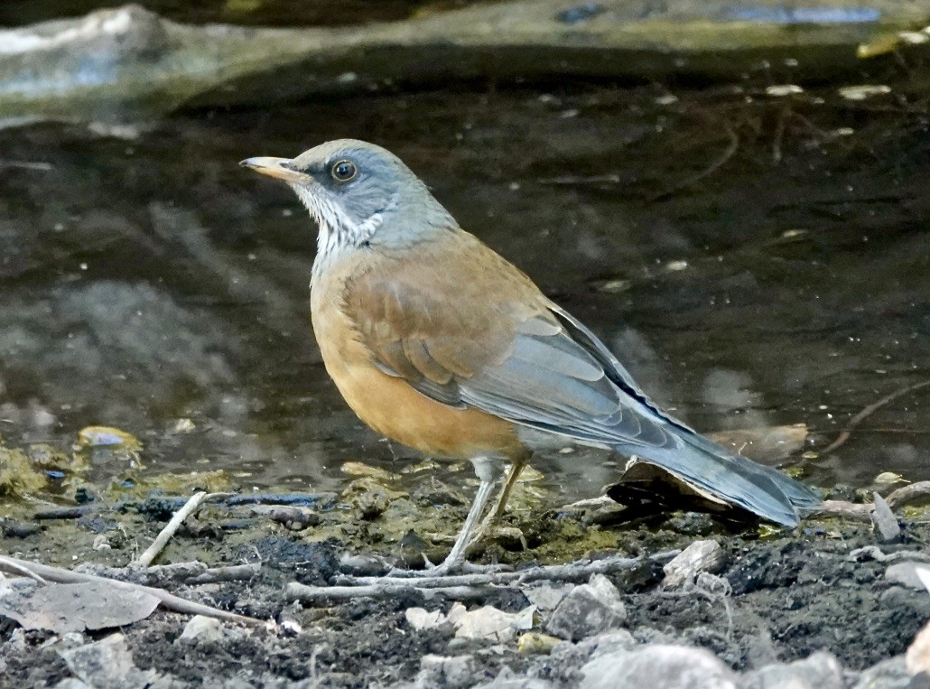 Rufous-backed Robin - ML610875700