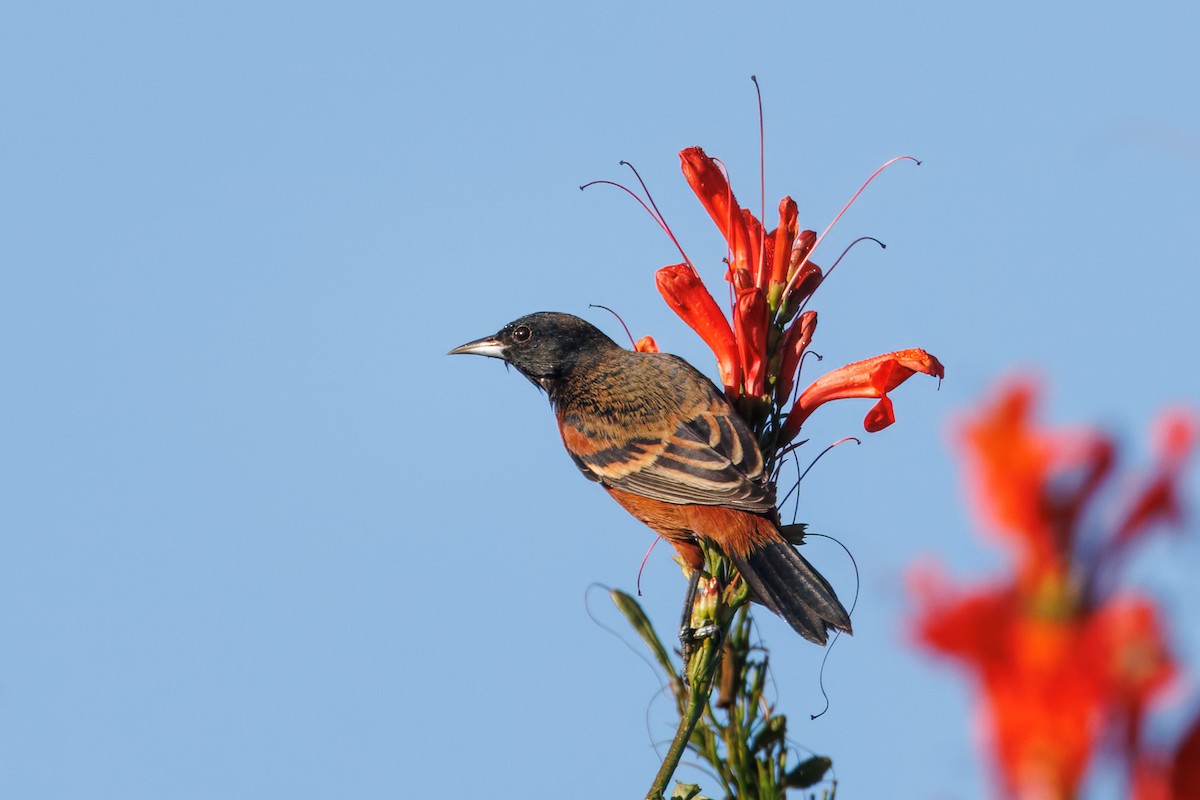 Orchard Oriole - John Callender