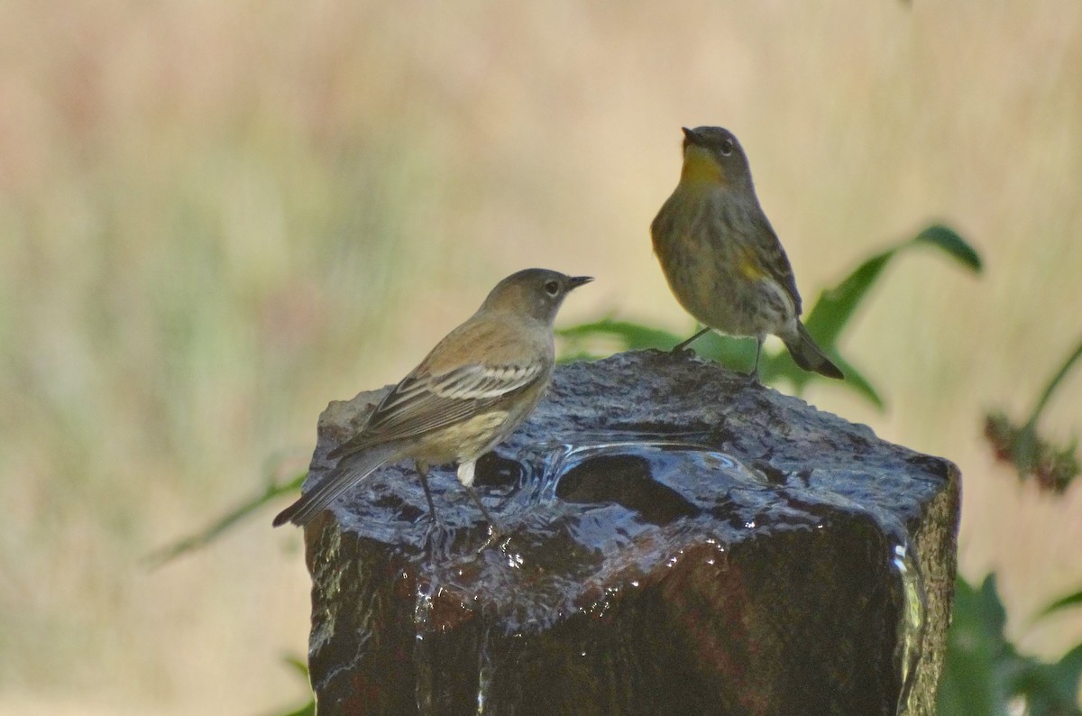 Yellow-rumped Warbler (Audubon's) - ML610875719