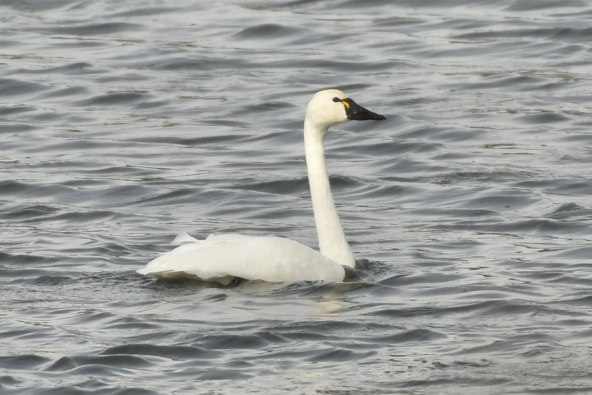 Cygne siffleur - ML610875748