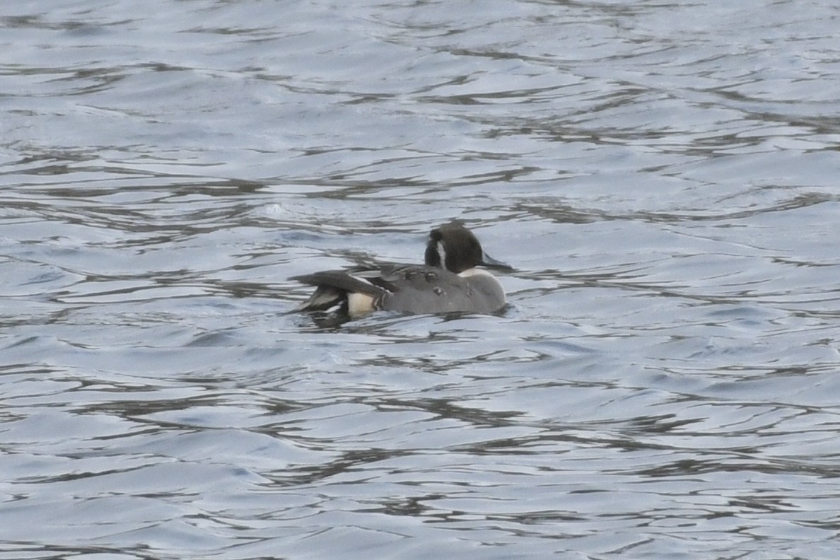 Northern Pintail - ML610875778