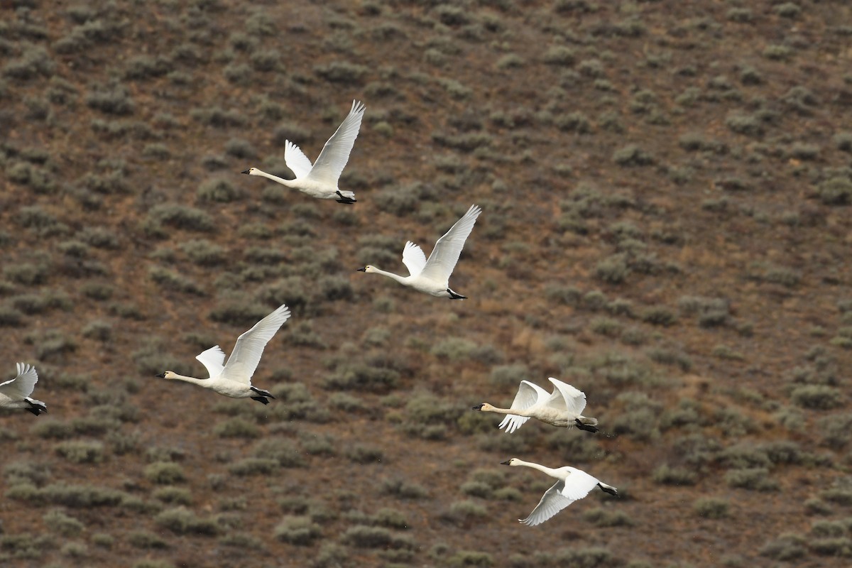 Tundra Swan - ML610875838