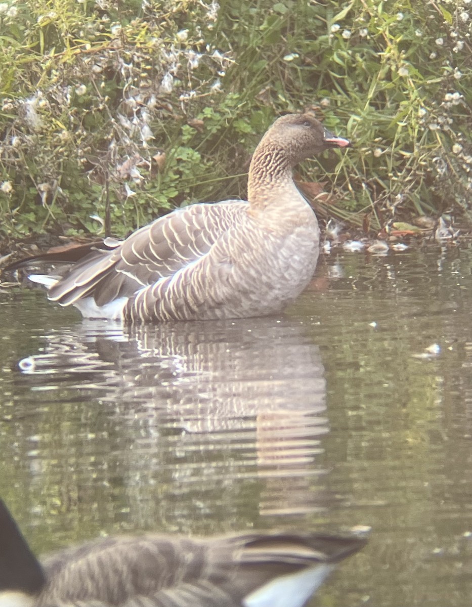 Pink-footed Goose - ML610875849