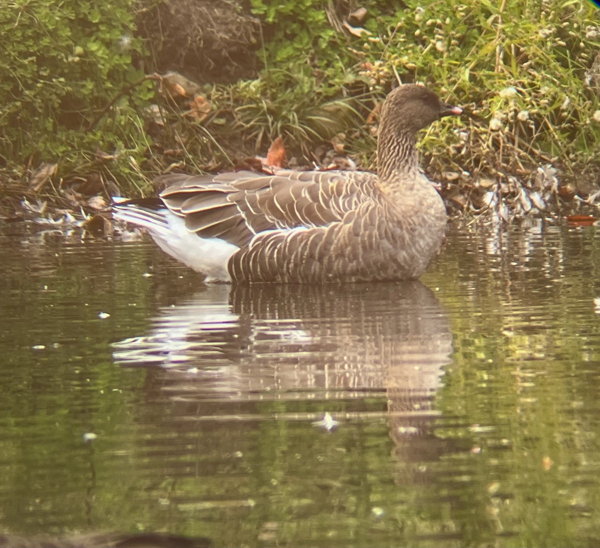 Pink-footed Goose - ML610875850