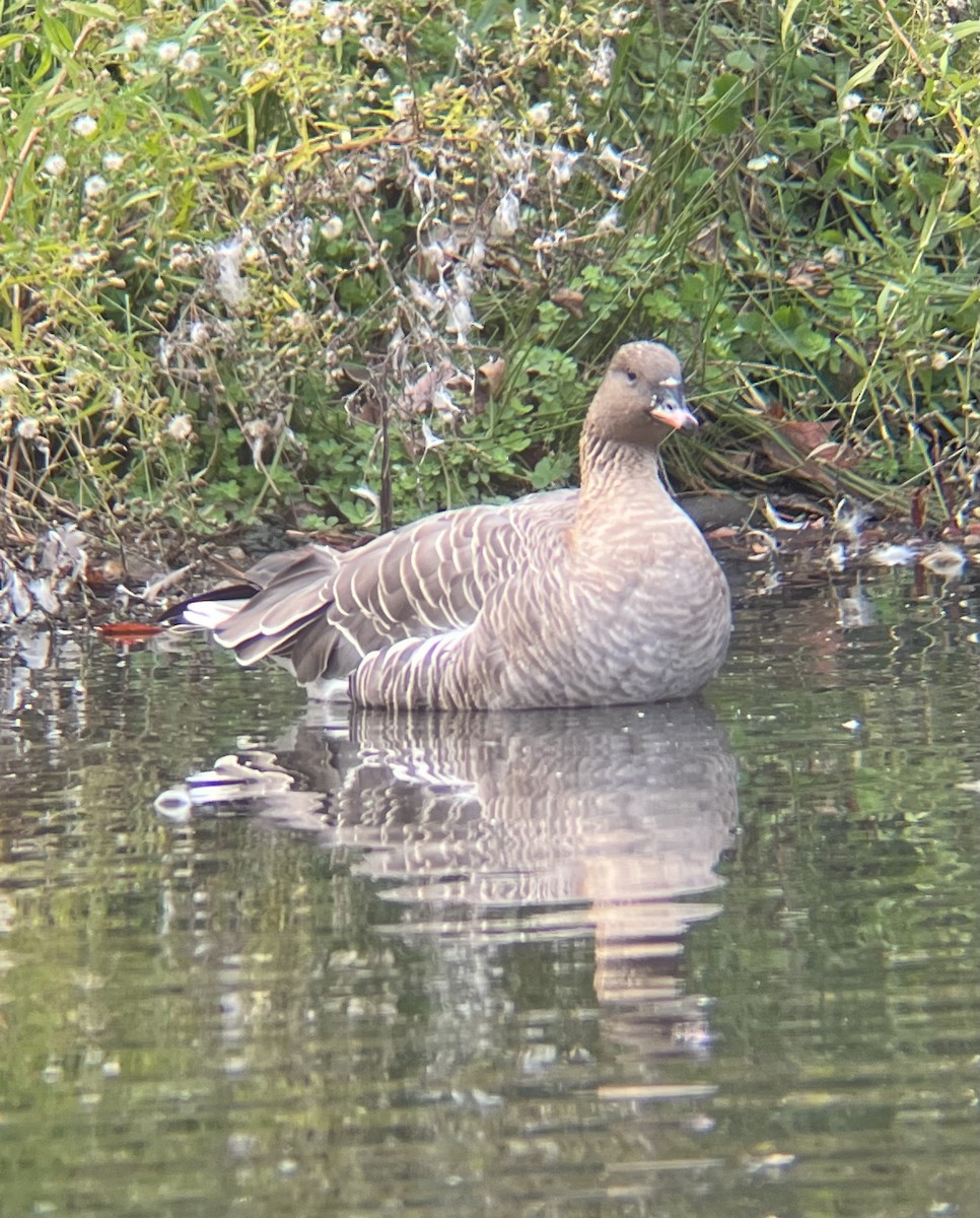 Pink-footed Goose - ML610875851