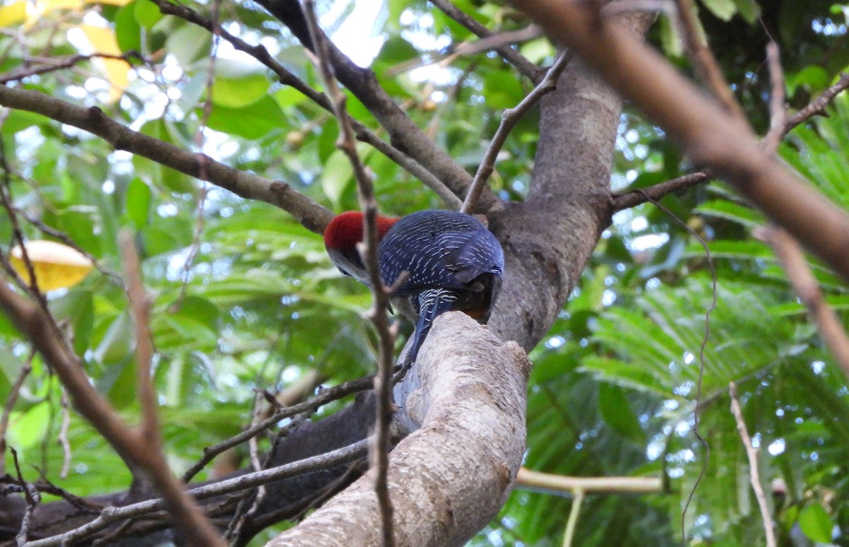 Jamaican Woodpecker - ML610875868