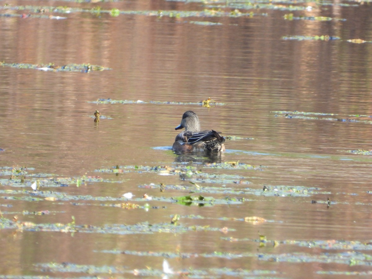 American Wigeon - ML610876047