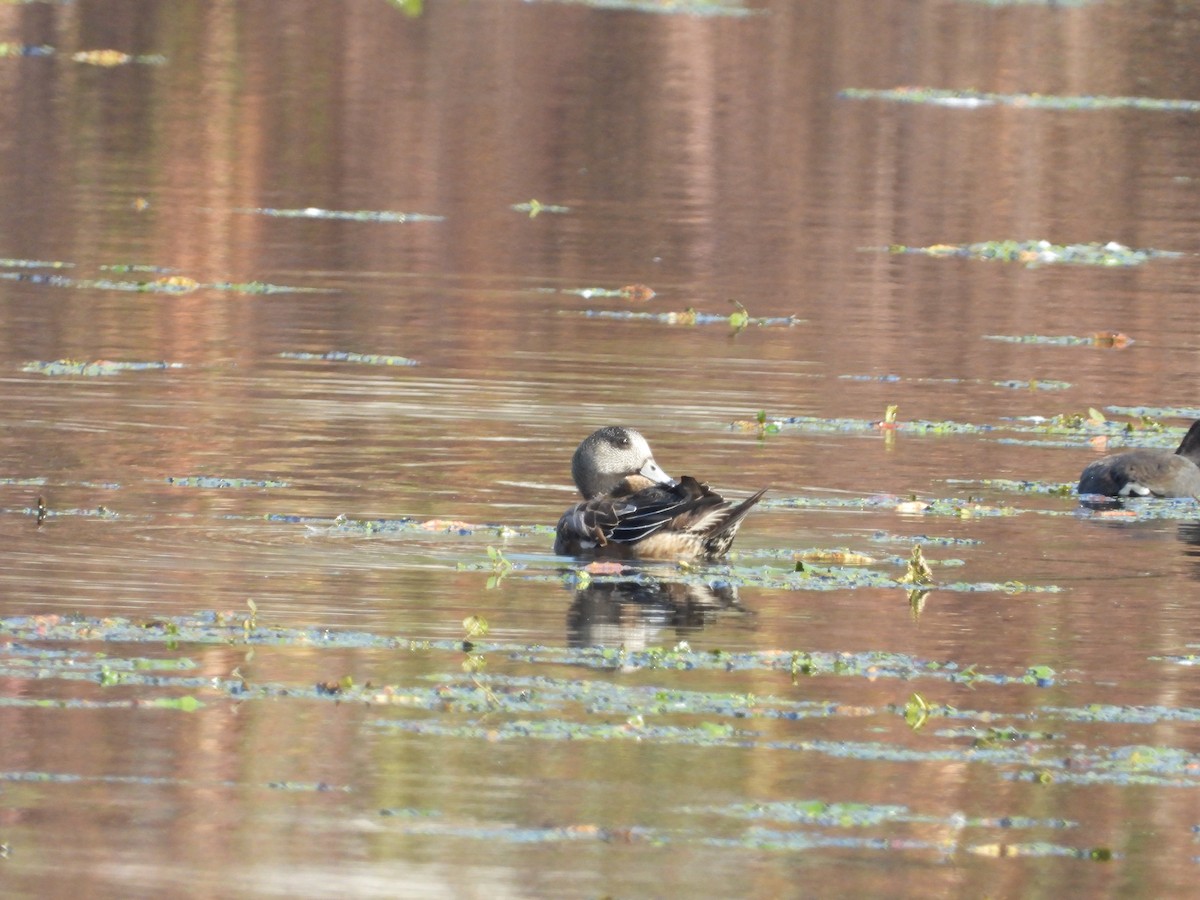 American Wigeon - ML610876049