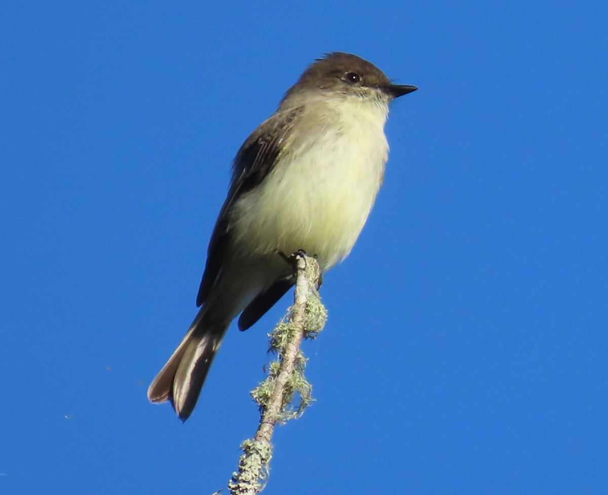 Eastern Phoebe - Tom Obrock