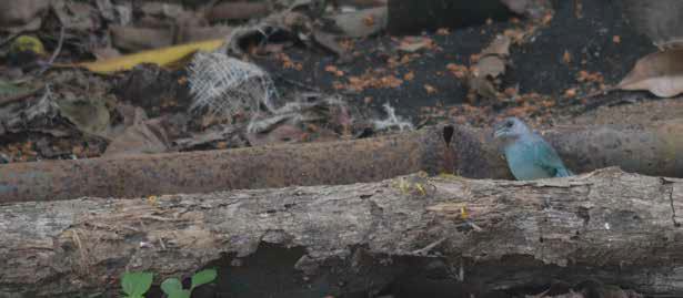 Glaucous Tanager - ML610876133