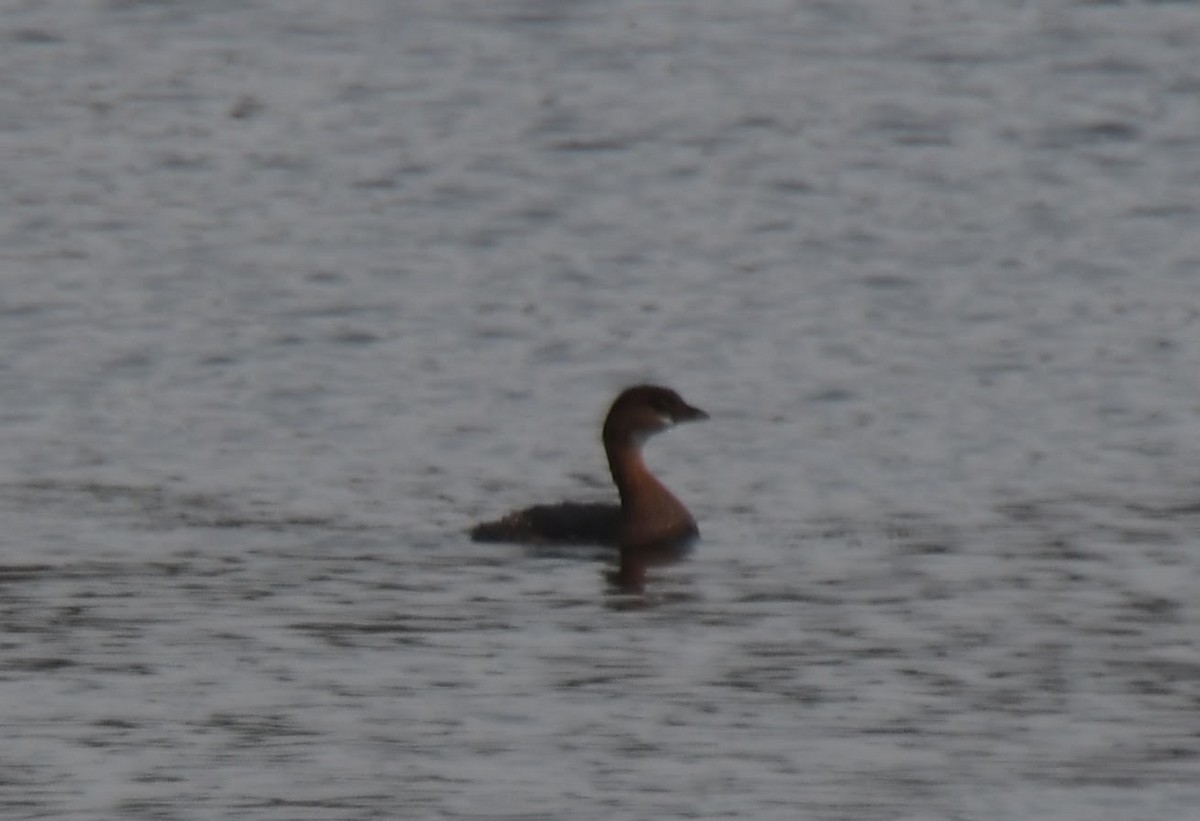 Pied-billed Grebe - ML610876156