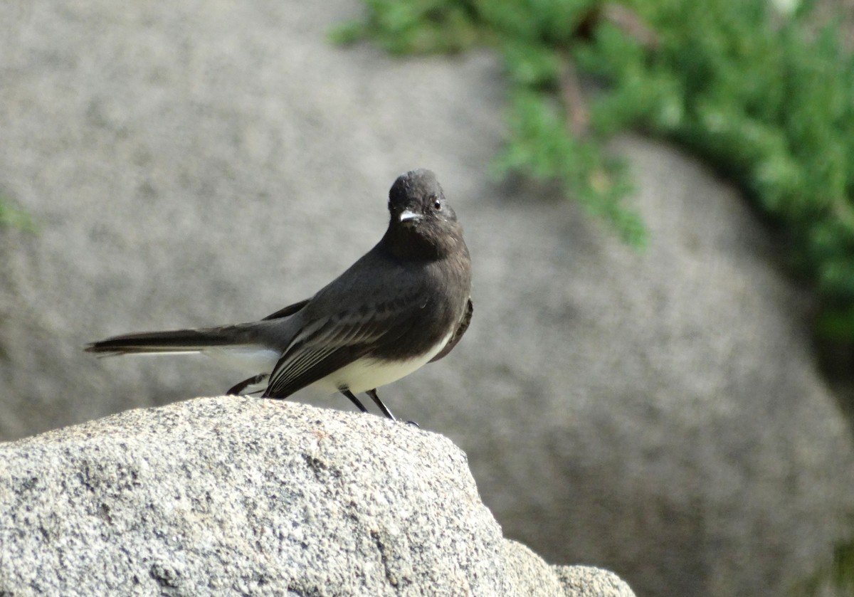 Black Phoebe - ML610876189