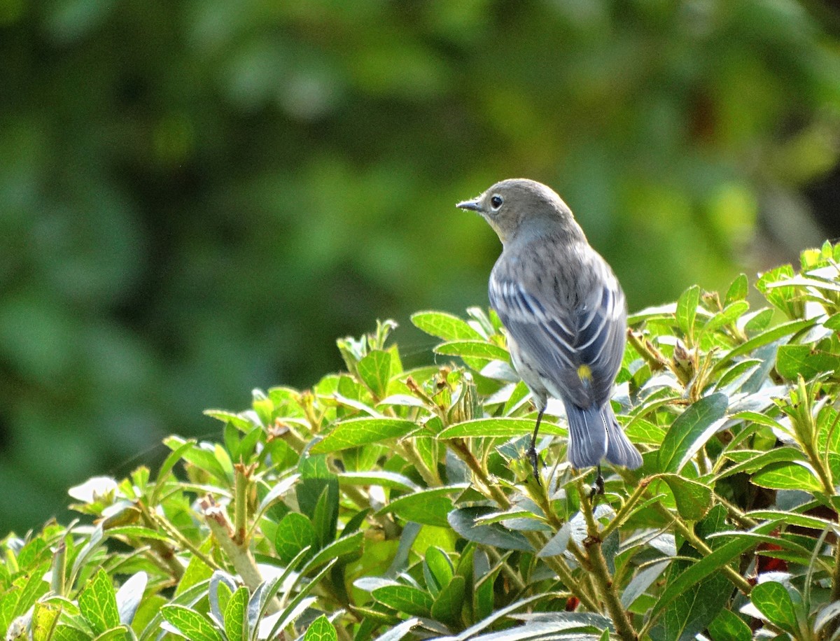 Yellow-rumped Warbler - ML610876200