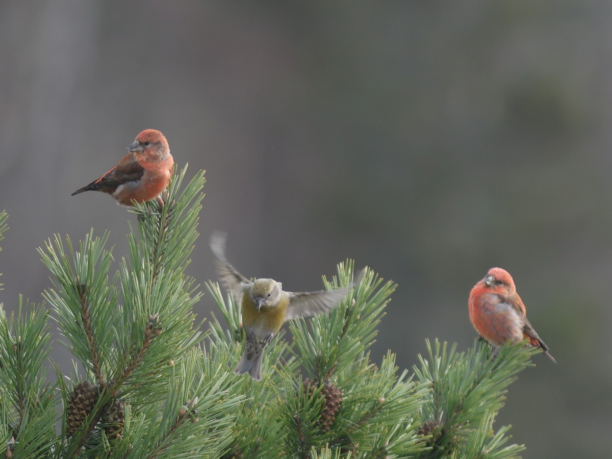 Red Crossbill (Ponderosa Pine or type 2) - ML610876248