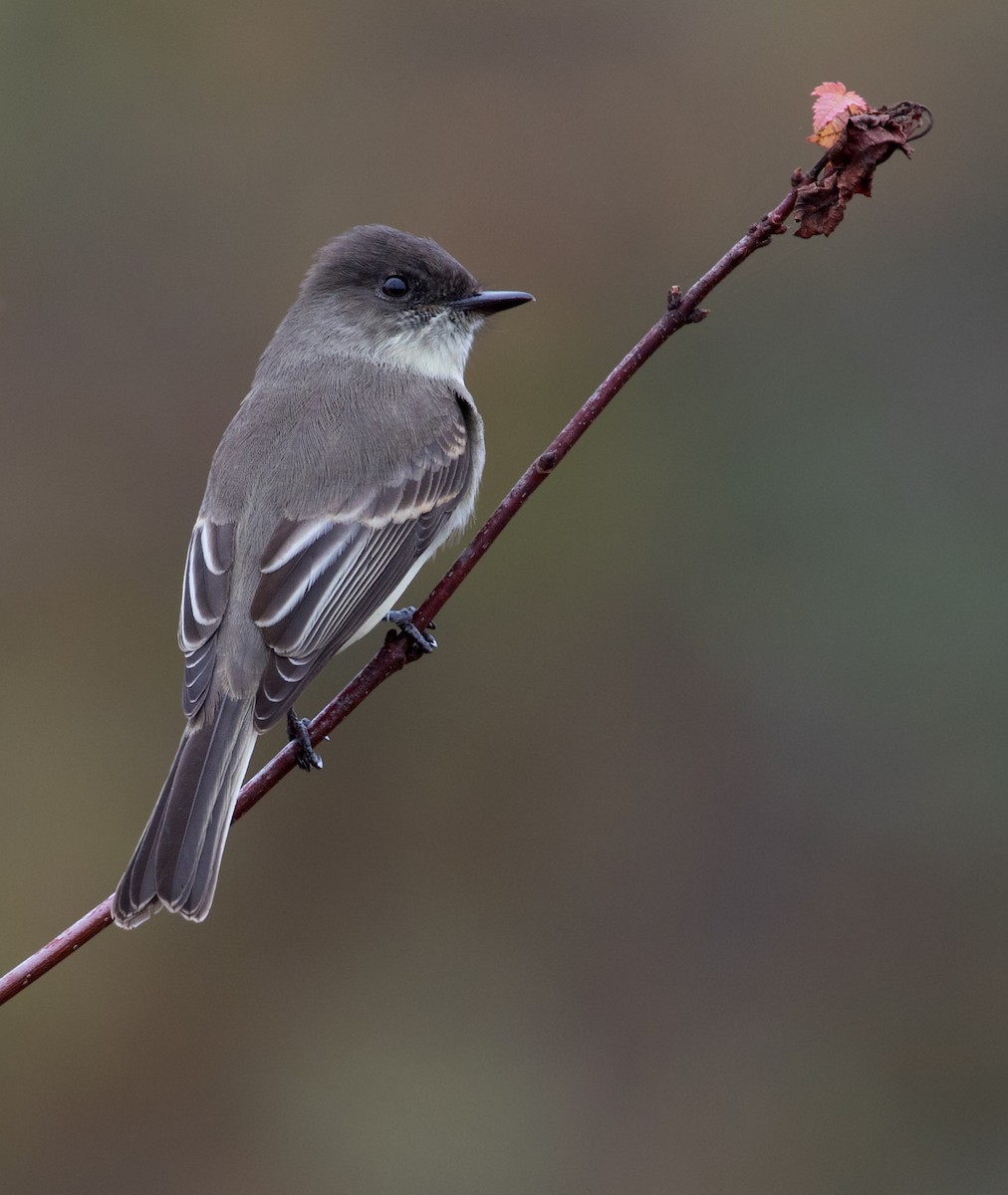 Eastern Phoebe - ML610876271