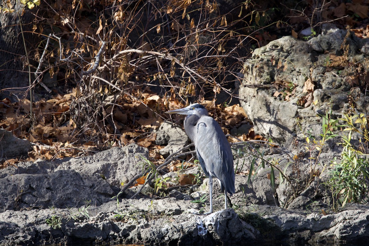 Great Blue Heron - ML610876300