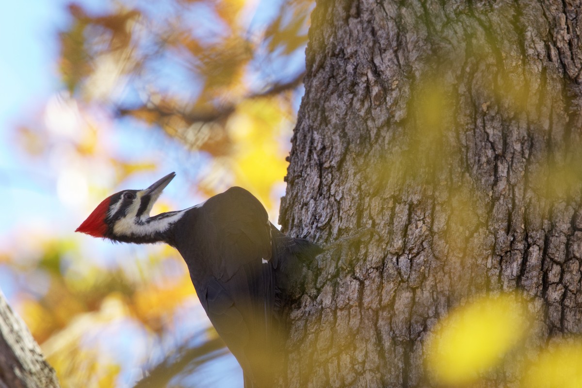 Pileated Woodpecker - ML610876313